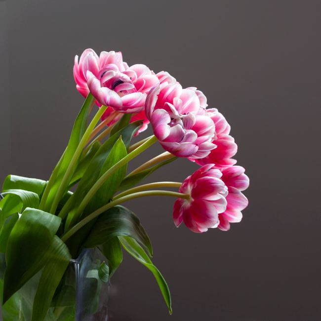 Tulipani