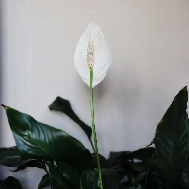 Zamiokulkas