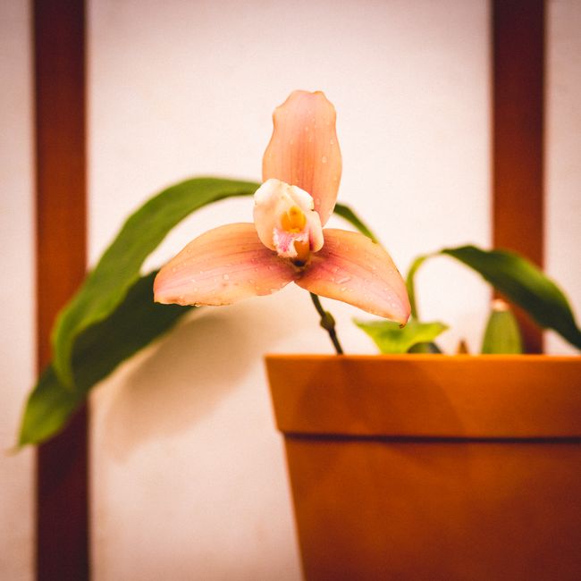 Orhideja Phalaenopsis