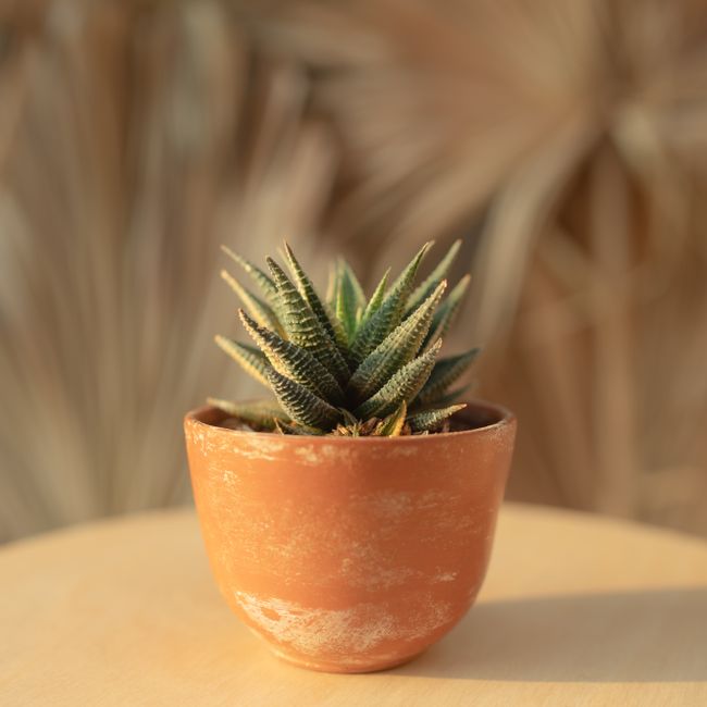 Trio sukulenata